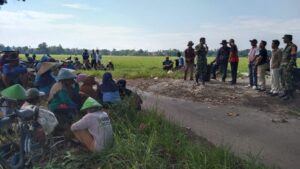 Kerjasama Antara Pemerintah, TNI, dan Petani Tingkatkan Ketahanan Pangan Lokal melalui Penyerapan Gabah