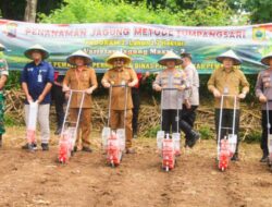 Wujudkan Ketahanan Pangan, Pemalang Tanam Jagung Metode Tumpangsari