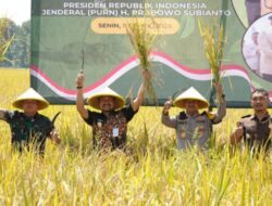 Panen Raya Padi Pemalang: Produktivitas Meningkat Drastis