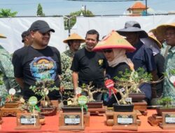 Pesona Bonsai Pemalang Bercahaya Memukau, Ratusan Pecinta Bonsai Padati Kontes Nasional
