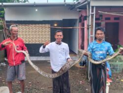 Warga Lodaya Geger, Ular Sanca 3 Meter Ditangkap Usai Mangsa Ayam Milik Warga